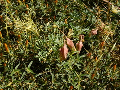 Tropaeolum polyphyllum