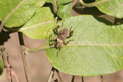 Leptoglossus chilensis