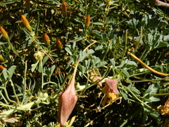 Tropaeolum polyphyllum