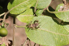 Leptoglossus chilensis