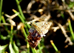 Butleria