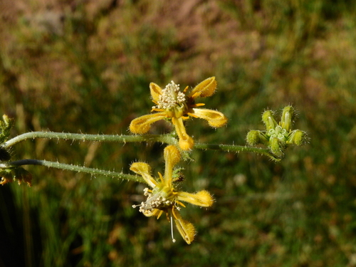 Blumenbachia dissecta (Blumenbachia dissecta)