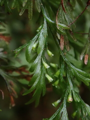 Trichomanes strictum