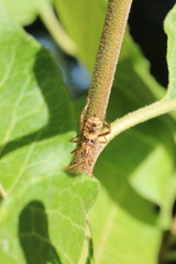 Leptoglossus chilensis