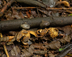 Geastrum pectinatum
