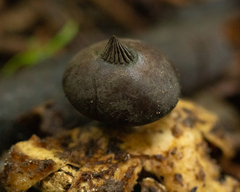 Geastrum pectinatum