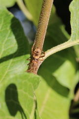 Leptoglossus chilensis
