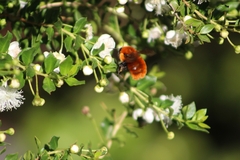 Bombus dahlbomii