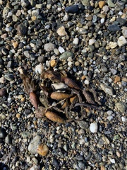 Macrocystis pyrifera