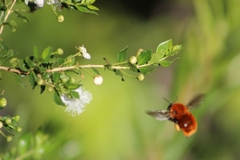 Bombus dahlbomii