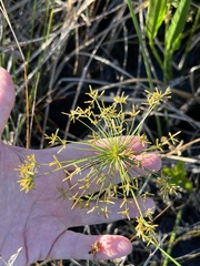 Cyperus prolifer