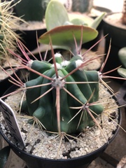 Echinofossulocactus hastatus