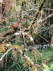 Scelorchilus rubecula