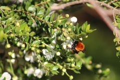 Bombus dahlbomii