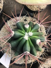 Echinofossulocactus hastatus
