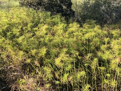 Cyperus prolifer