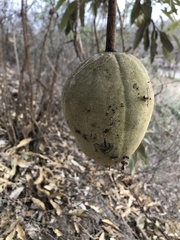 Colicodendron scabridum