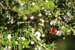 Bombus dahlbomii