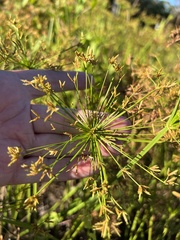 Cyperus prolifer