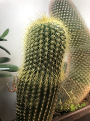 Parodia lenninghausii