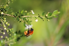 Bombus dahlbomii