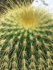 Parodia lenninghausii