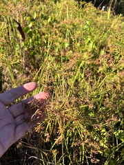 Cyperus prolifer
