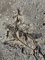 Macrocystis pyrifera