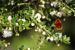 Bombus dahlbomii