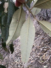 Colicodendron scabridum