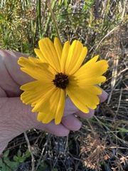 Coreopsis leavenworthii