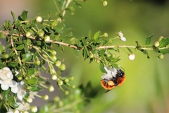 Bombus dahlbomii