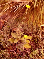 Craspedia uniflora maritima