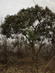 Colicodendron scabridum