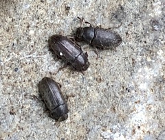 Opatrini