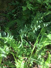 Blechnum cordatum