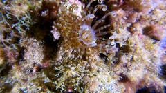 Ceriantharia