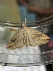 Evergestis forficalis