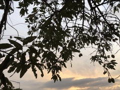 Colicodendron scabridum