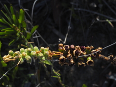 Melaleuca pachyphylla