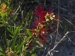 Melaleuca pachyphylla