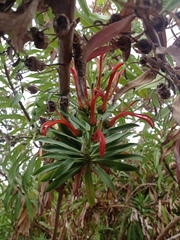 Lobelia excelsa
