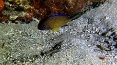Chromis limbata