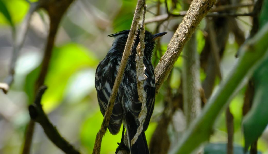 Pied-crested Tit-Tyrant (Anairetes reguloides), photo 10