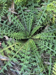 Cirsium nuttallii