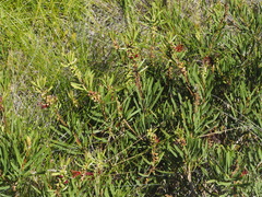 Melaleuca pachyphylla