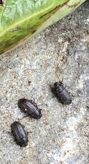 Opatrini