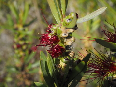 Melaleuca pachyphylla