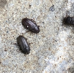 Opatrini