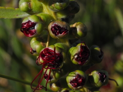 Melaleuca pachyphylla